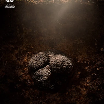 This shot was created for Urbani Tartufi, I liked to represent the truffle in its natural environment ... underground!<br />
A delicate light from above discovers the shape of this jewel of nature.<br />
Photographed with Nikon D810 and SB900 flash.