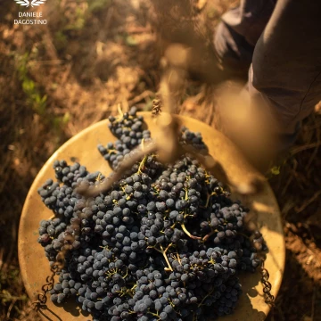 "Le Stadére" are ancient brass scales used in the tradition of Tuscan wine. Photograph shot during the typical tale of the grapes on the Tuscan hills for the customer called "Le Stadére".<br />
<br />
Shot with Nikon D750 + 35mm f1.4