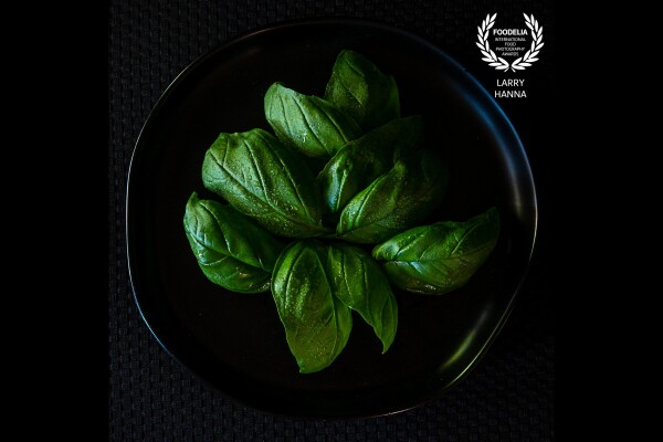 I have always loved the beauty of Basil leaves.  I picked these from my garden and photographed them using only window light in my kitchen.