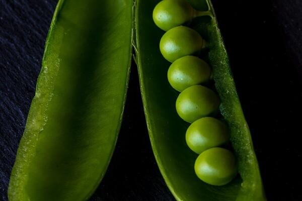 I have always loved the color and makeup of peas.  These peas were photographed very simply using only window light.  I love the softness of natural light and how it gave shape to these peas.