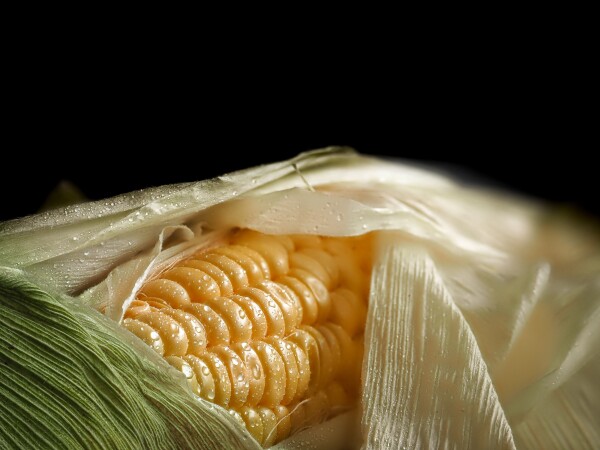 Fresh  Raw Sweetcorn still wrapped in the husk. Rich in vitamin C, magnesium, and low in fat. Taken in natural light.