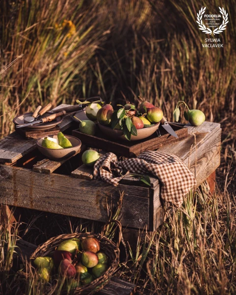 Picking pears and catching the Golden Hour.