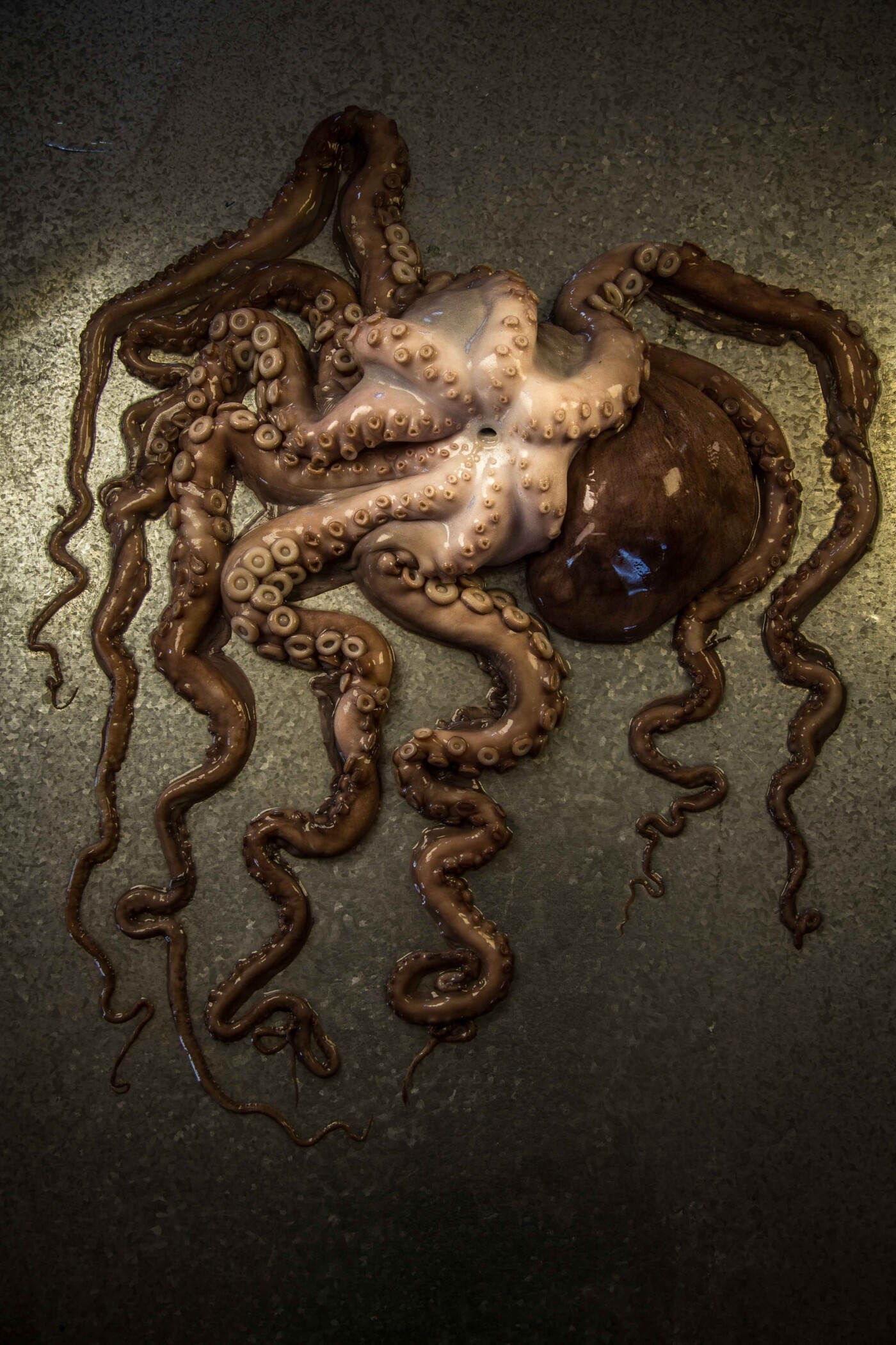 As a cinematographer and photographer who shoots for a variety of clients, the inspiration for this shoot was to do something that broke the mould of classic food photography a bit, as that is something that I am predominantly required to capture.  Something which explored the theatrical beauty and almost macabre persona of ingredients like octopus when it is isolated.  Seeing as though these images were for no client in particular, the aim was to forget the traditional boundaries and just play with our food.