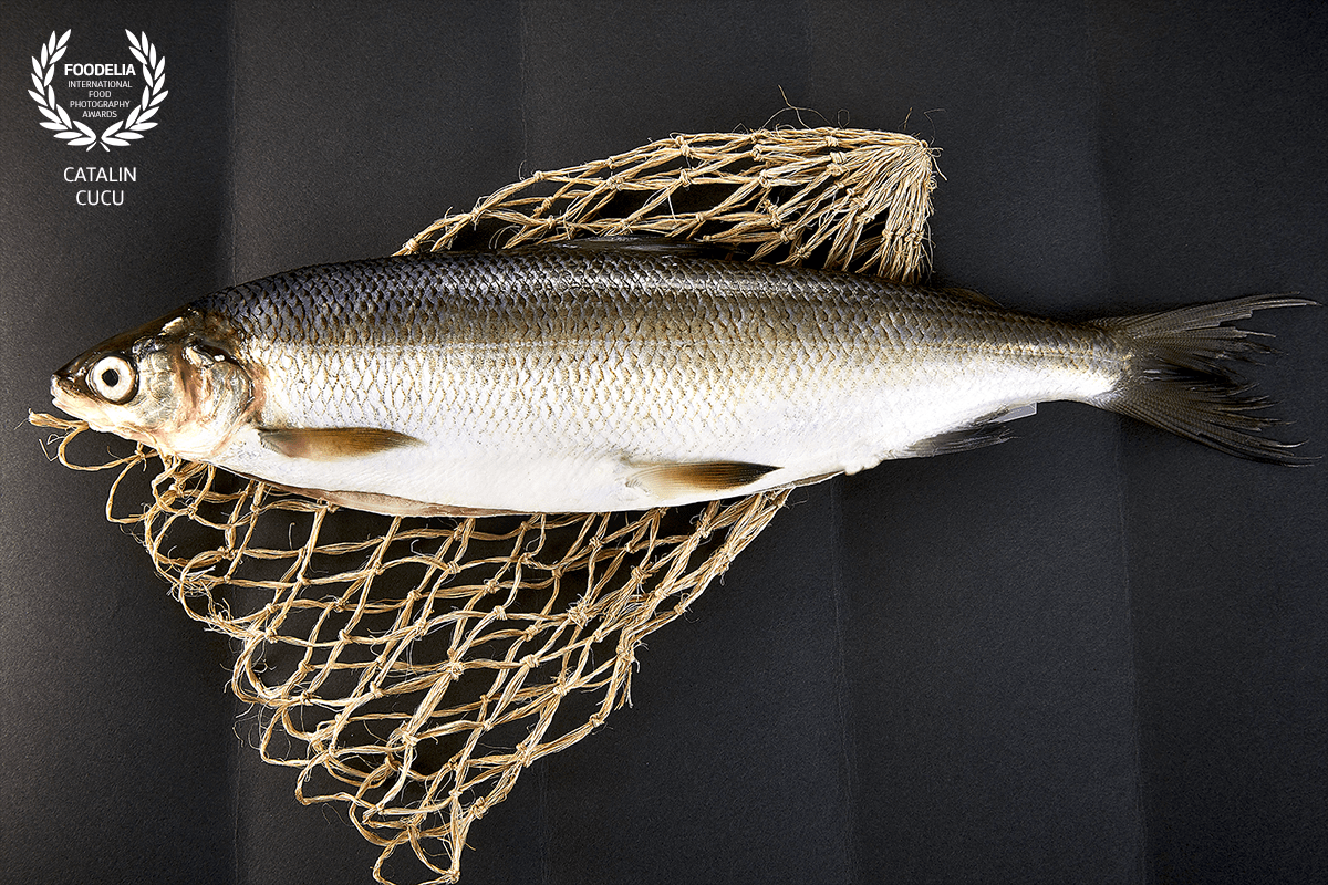 Fresh caught fish.<br />
#bonjour_salzburg_photography<br />
Catalin Cucu<br />
I try to go away from wood backdrops, Im sure there is something else out there!