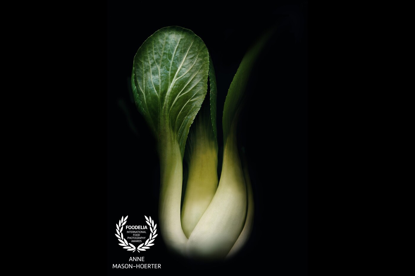 Multiple scanned data combined with multiple Leica digital data of a Bok choy or also known as the Chinese cabbage. This variety does not form heads but rather have green leaf blades with lighter bulbous bottoms instead, forming a cluster reminiscent of mustard greens. The taste of this cabbage is very mellow, with its own unique mild, peppery spice.<br />
There is a combination of over 30 single images.