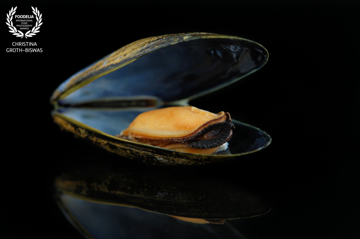 Close-up of a freshly boiled mussel on black background. The golden yellow of both the flesh and outer shell contrasts the blue-ish hue of the inner shell perfectly.