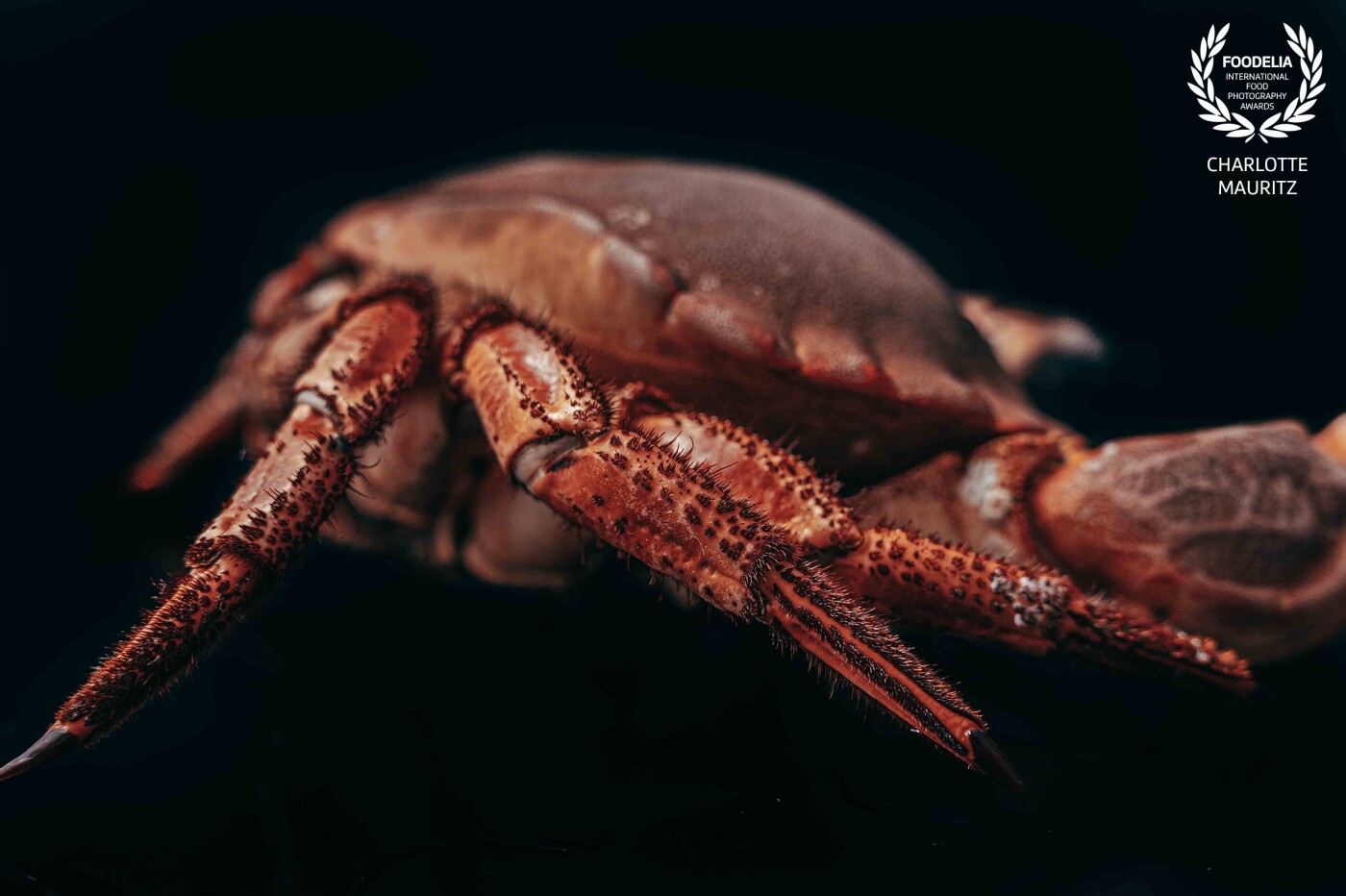 This picture is a close up of the legs from the brown crab. The focus makes this picture for me very fascinating. I love to make pictures of seafood animals and this crab is definitely one of my favorite models.
