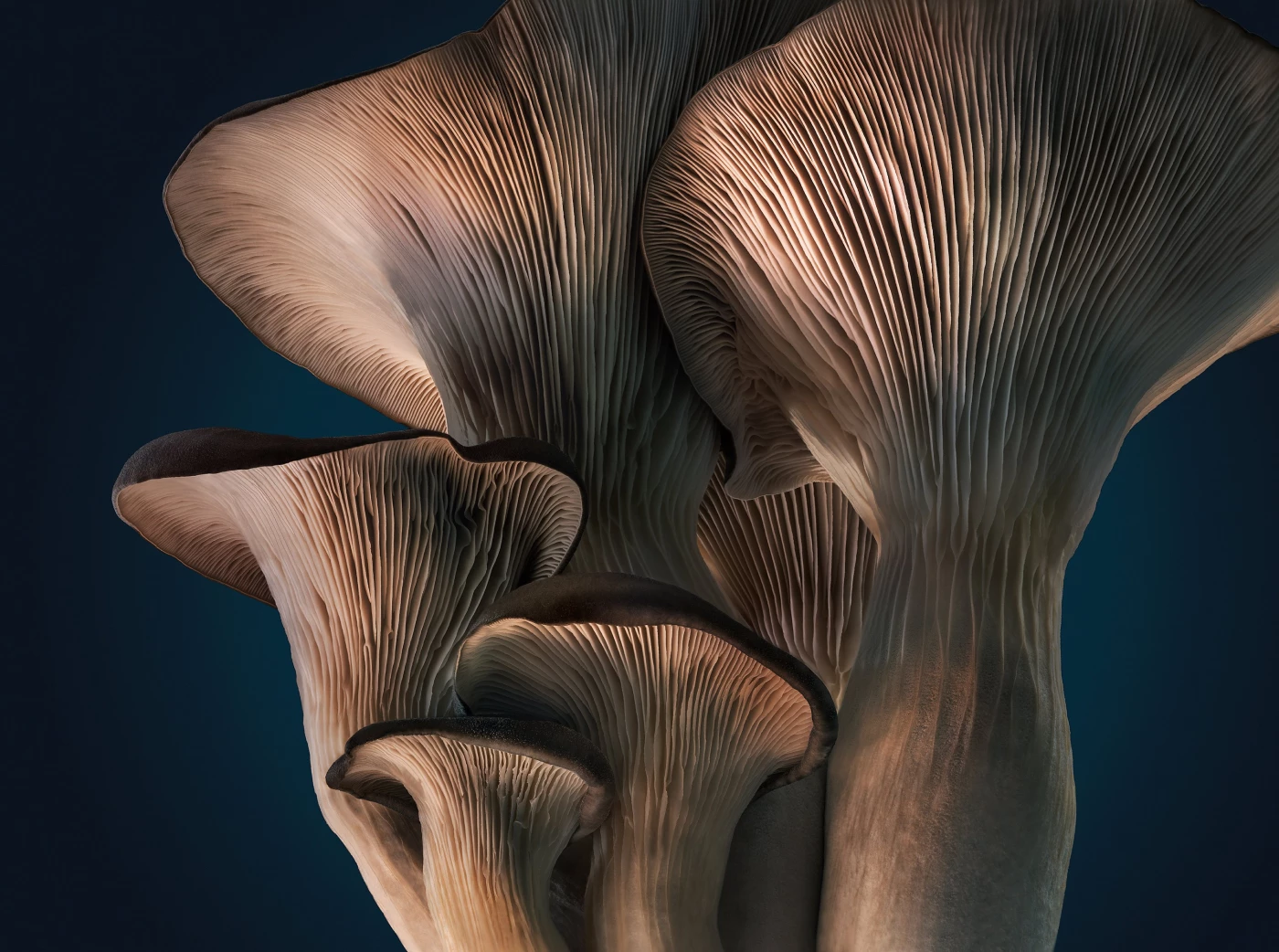 I managed to source these oyster mushrooms from a local farmers market in such perfect condition lik...