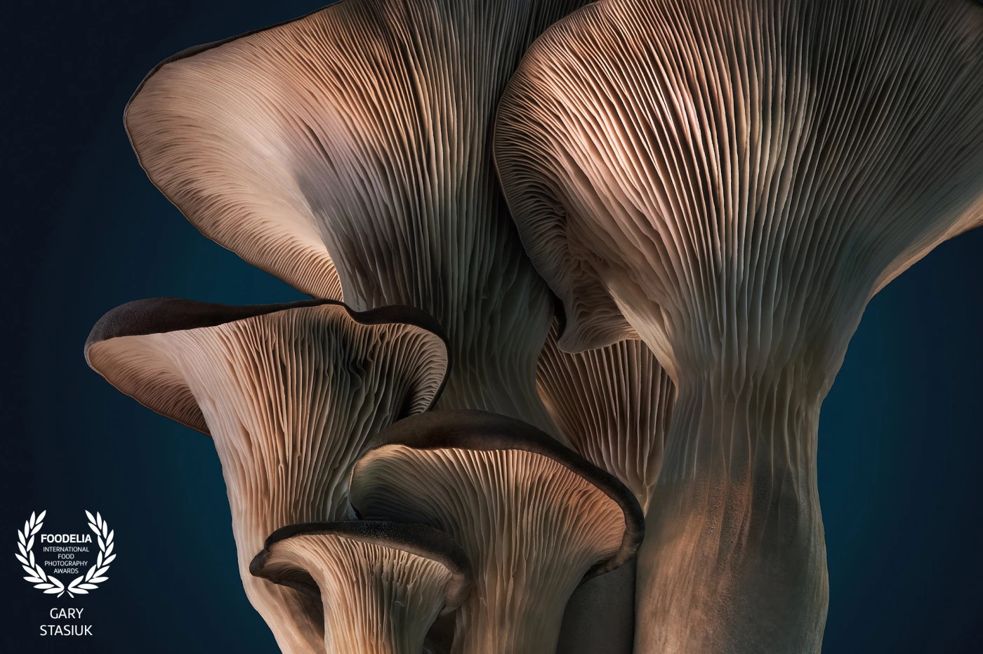 I managed to source these oyster mushrooms from a local farmers market in such perfect condition like I haven't seen very often. I literally used kid gloves to get these into the studio and spent several hours working to bring out the best in them.
